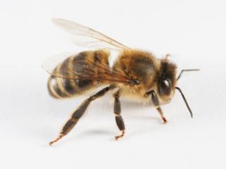 הרחקת צרעות ודבורים